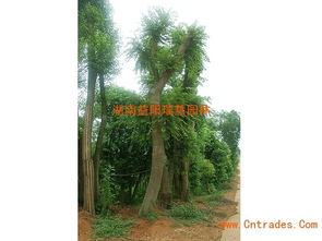 绿化苗木