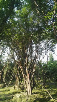 绿化苗木,树叶园艺茶条槭基地