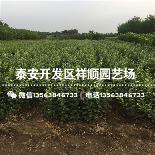 【现在嫁接苹果苗批发价格多少】- 