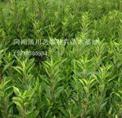 法国冬青-河南潢川艺缘花卉苗木基地(产品图片)-产品库-中国花木网
