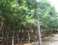 找供应 中国农产品交易网 中国114农业网 中国农业B2B