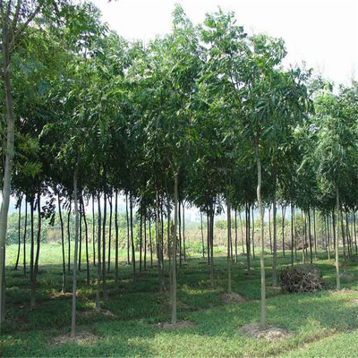 【黄山栾树】黄山栾树_供应商_价格_产地_图片