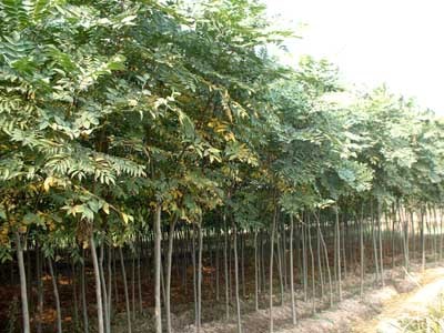 栾树-金华洪村方绿化工程苗木场(产品图片)-产品库-中国花木网
