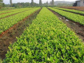 好彩苗木品种好 图 珍珠彩桂苗木批发 永康珍珠彩桂苗木高清图片 高清大图