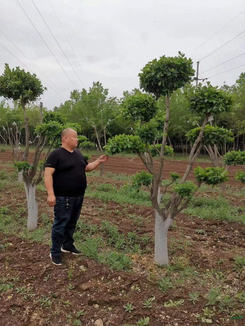 常胜苗人又出新招