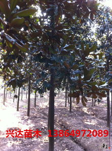 精品绿化苗木推荐