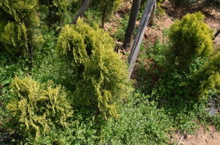 【青岛绿化苗木批发供应苗木批发公司还是先森花卉好】_