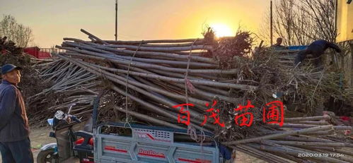 恭喜博野县百茂苗圃场入驻苗木通 河北李森 保质保量做精品