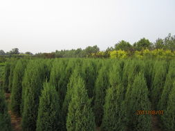 高接金叶白蜡 定州源林苗木公司