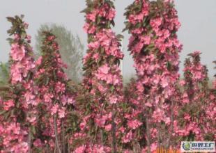 济宁厂家常年供应优质海棠 垂枝海棠 绿化苗木_农副产品_世界工厂网中国产品信息库