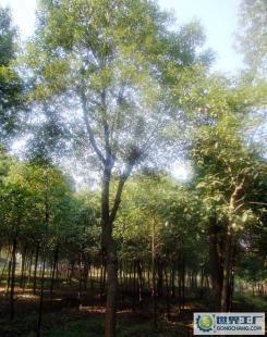 专供绿化苗木 φ8-12cm实生香樟_农副产品_世界工厂网中国产品信息库