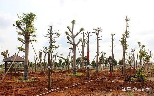 春季苗木栽植问答