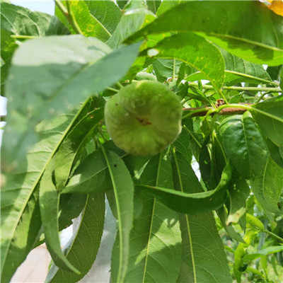 鑫奥农业春蜜桃树苗产品展示，优质苗木欢迎您