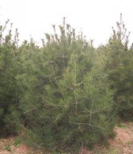 泰安鑫庆苗木基地 优质白皮松规格齐全，欢迎电话订购