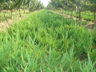 优质龙柏苗木 农副产品中的绿色明珠