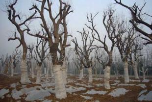 绿化苗木供应 柿树、樱桃、樱花树、广玉兰等优质农产品