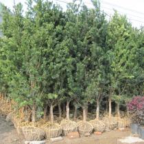 黄金香柳 园林绿化中的亮眼之选