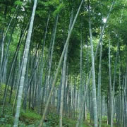 富饶农产品苗木销售的机遇与发展策略