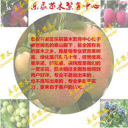 雪花梨及新世纪梨树苗 价格趋势与选购指南