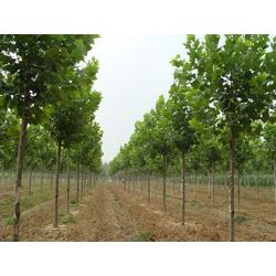 河北苗木产业优势与供应概况