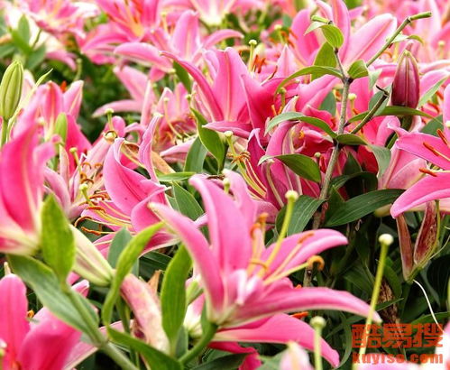 白城酷易搜 苗木产业发展的数字化新引擎