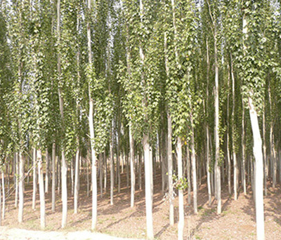 1~8公分甘肃庆阳新疆杨绿化苗木介绍 庆阳宇森苗木的优质选择