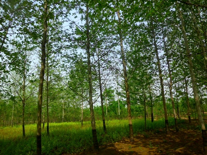 法桐苗木价格与选购指南 从乔灌木到市场报价