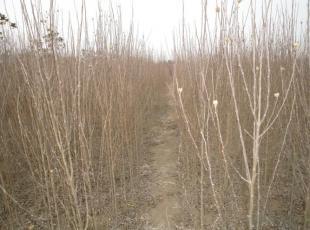 木槿花卉与苗木市场概况 从山东种植到北美海棠的产业洞察