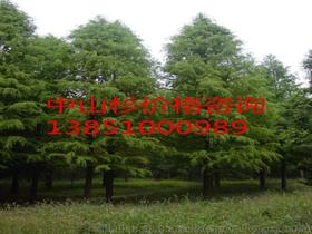 杉苗木供应商、价格与批发市场全解析