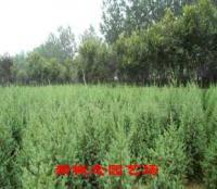 绿化苗木批发与花木基地 世界工厂网中国产品信息库的苗木资源