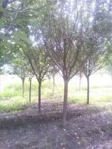 绿化苗木产品 苗木图片信息149号全面介绍