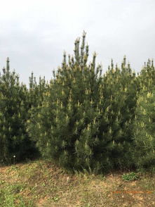 优质白皮松苗木 品种、培育与价格指南