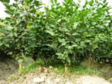 绿化苗木产品图鉴 63种常见苗木图片与信息解析