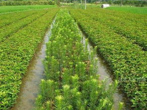 这可能是最齐全的夏季苗木养护技巧了