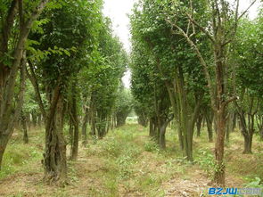 木瓜树 种植 想要品质好的木瓜树就来森林苗