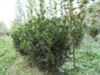 产品图片 公司相册 胶南市文华苗圃 原胶南花卉苗木服务中心