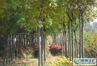 5-6公分国槐3万元产地价解析 园林绿化苗木市场概况