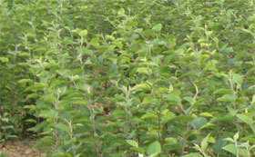 买苹果苗信赖山西李氏苗木 农副产品的优质选择