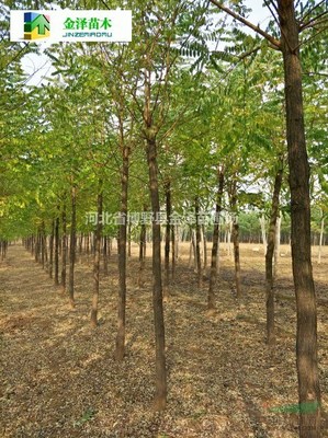 河北刺槐树苗全解析 基地资源、价格与选购指南