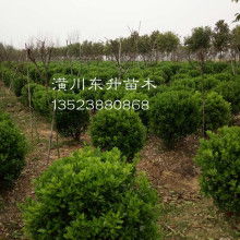 2019绿化苗木价格报价与批发指南 - 第6页园林网苗木解析