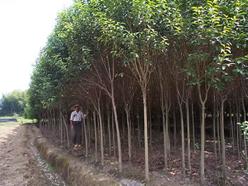 高杆女贞的主产地及批发指南
