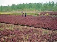 红叶小檗 花卉之乡的绿化小苗供应，量大优惠仅0.9元