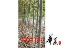 速生法桐与金叶白蜡苗木的优质供应——濮阳市林业科学院试验场苗木资源介绍