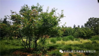 京林园林 鸿美产品丨特色苗木茶条槭 自然与美学的完美融合