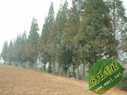 沭阳县完美园林绿化苗木场乔木产品列表