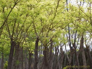 沭阳博大苗木园艺场 专业绿化苗木供应商