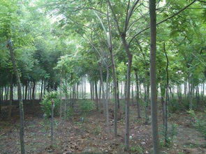 河南宁陵县昌城苗木花卉繁育基地 优质乡土与景观苗木一站式供应