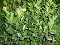 绿化苗木产品列表 第403页精选苗木推荐