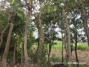 九江苗木基地 精品鸡爪槭、香樟、桂花绿化造林苗木供应