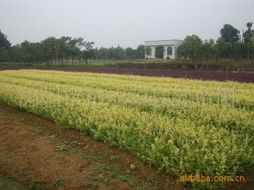 浏阳市柏加镇春韵苗圃球类植物产品清单